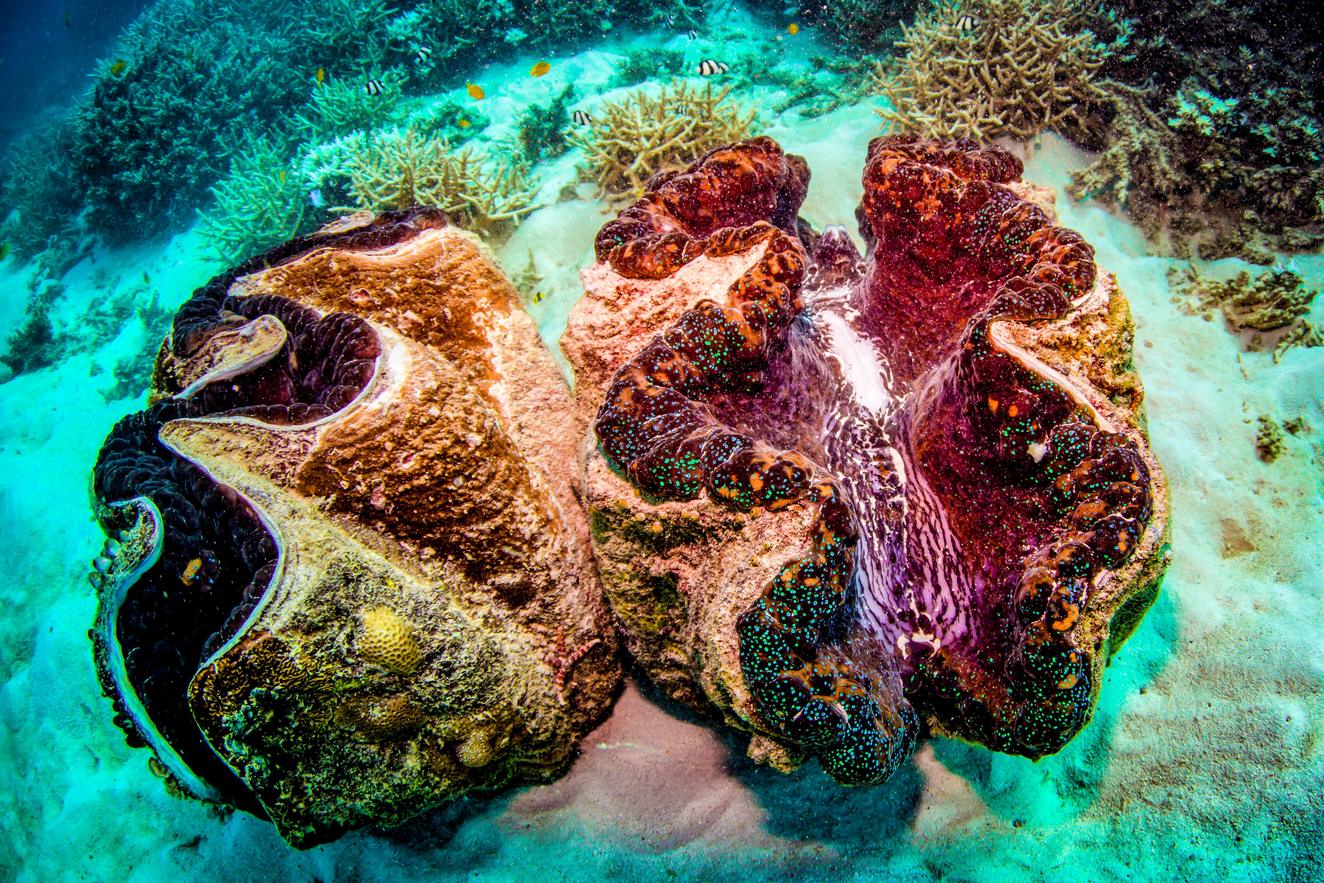 Great Barrier Reef